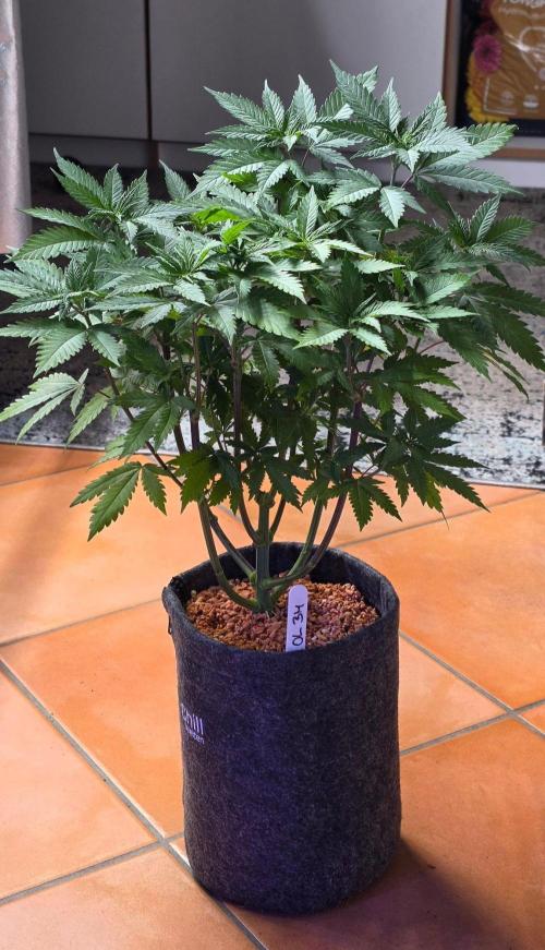 ONE LOVE Bob Marley Edition. Week 8