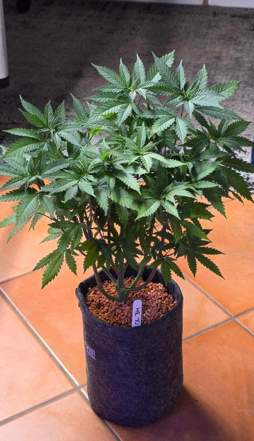 ONE LOVE Bob Marley Edition. Week 8