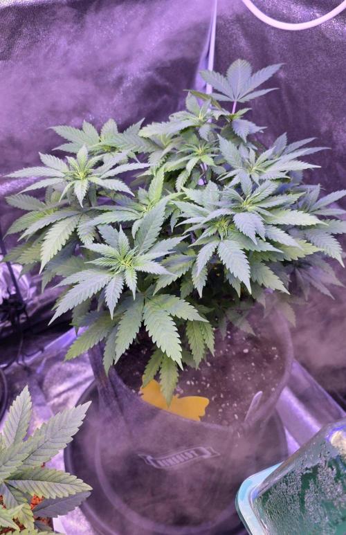 ONE LOVE Bob Marley Edition. Week 8