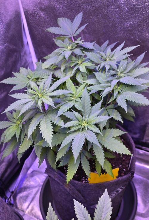 One Love Bob Marley. Week 8