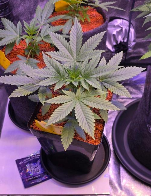 Black Orchard. Week 4