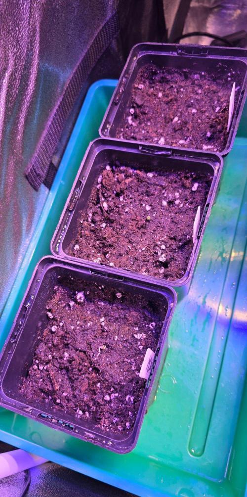 Triple Mints XXL. Week 0