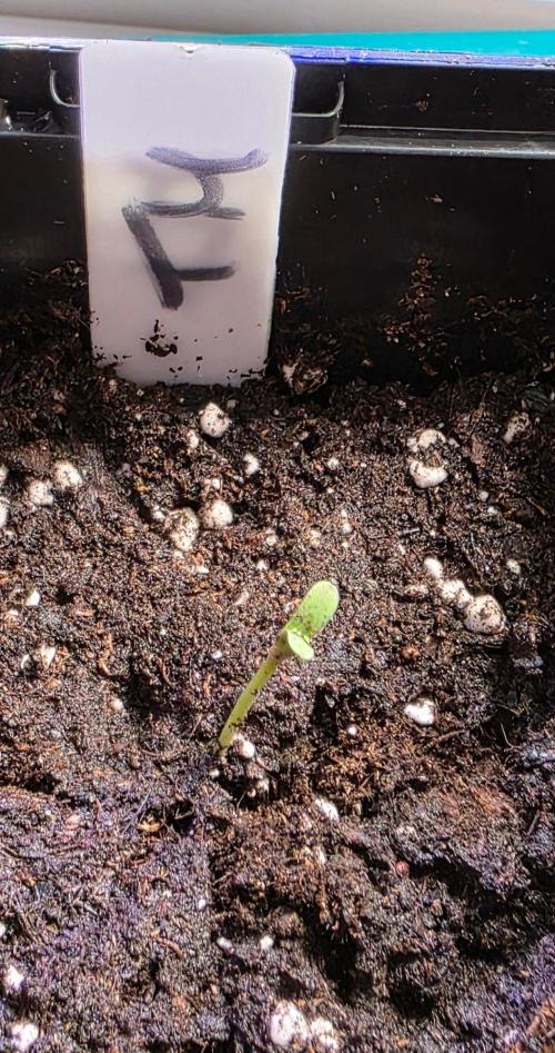 Triple Mints XXL. Week 0