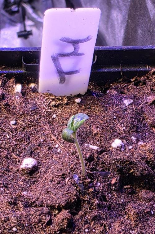Triple Mints XXL. Week 0