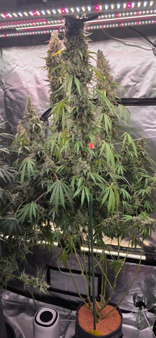 2 Monster Babys. Week 16