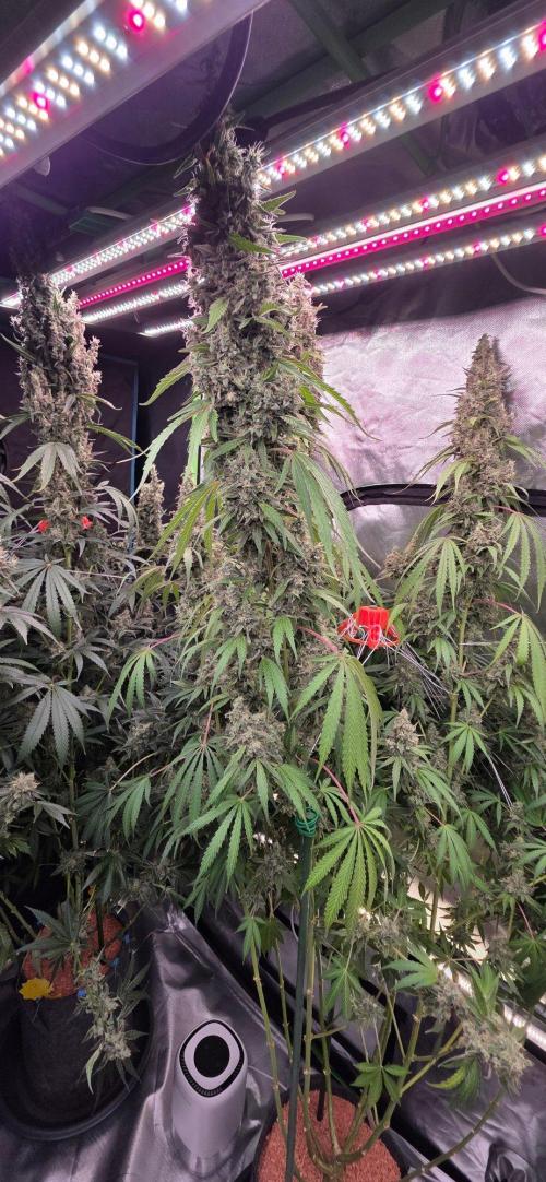2 Monster Babys. Week 16
