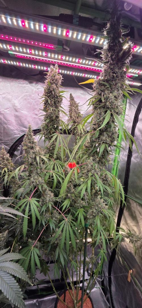 2 Monster Babys. Week 16
