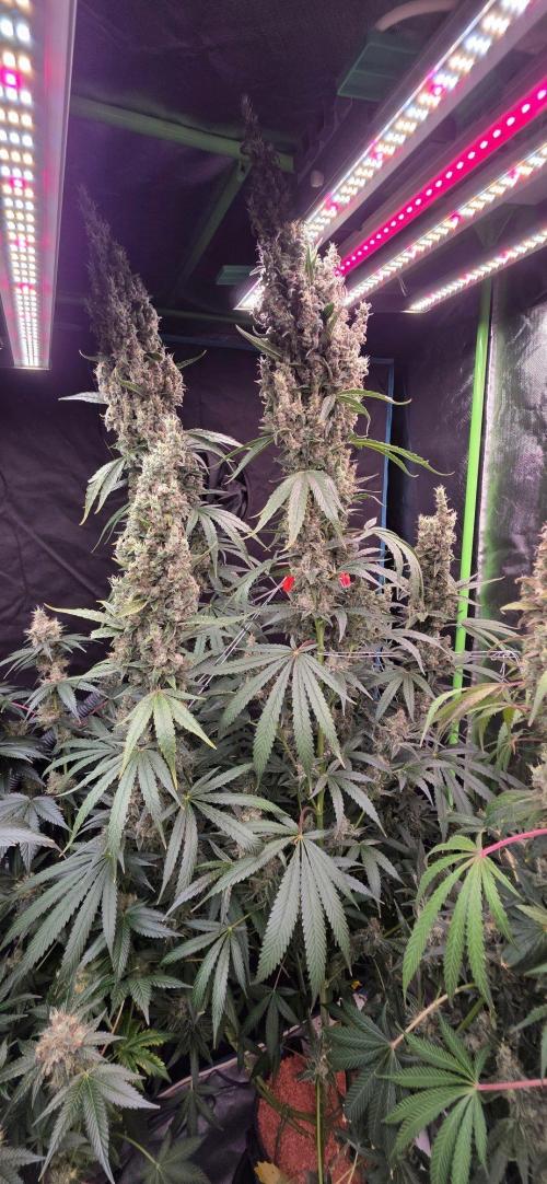 2 Monster Babys. Week 16