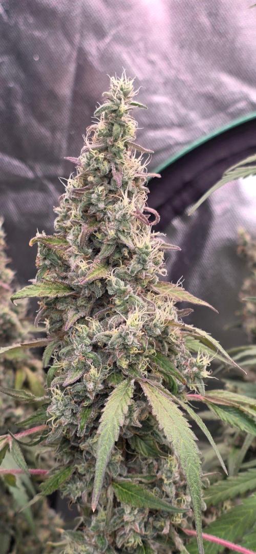 2 Monster Babys. Week 16