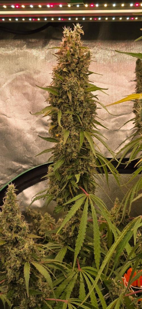 2 Monster Babys. Week 16