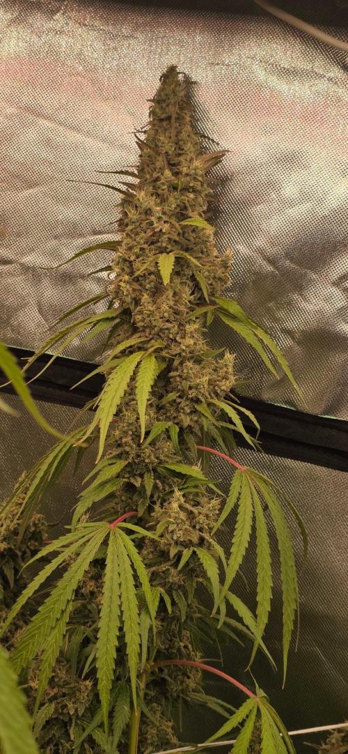 2 Monster Babys. Week 16