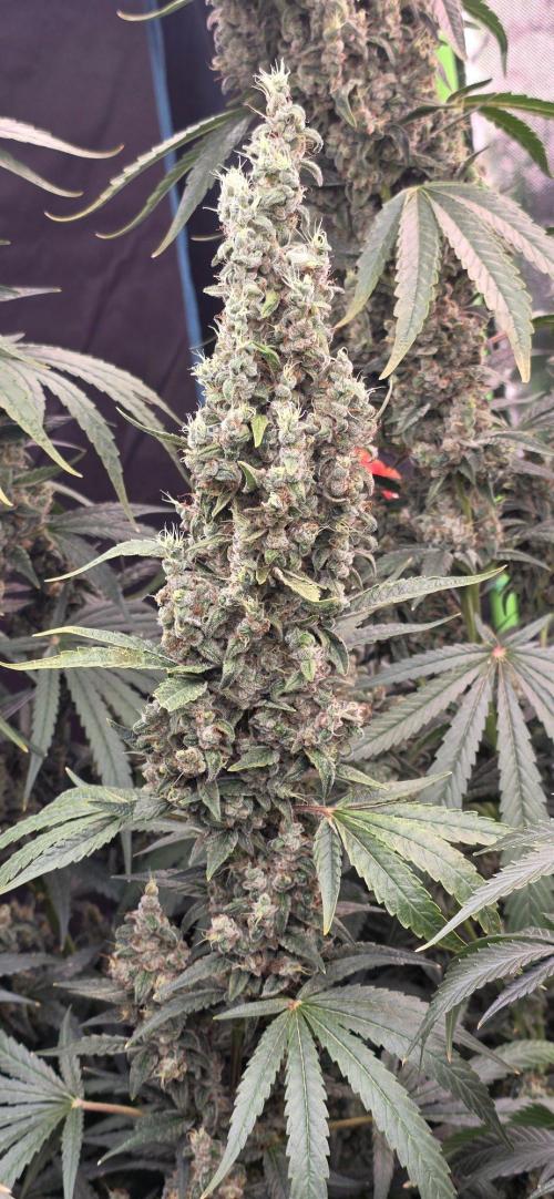 2 Monster Babys. Week 16