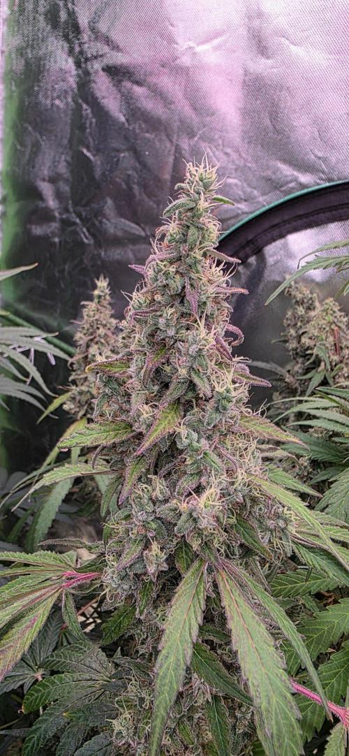 2 Monster Babys. Week 16