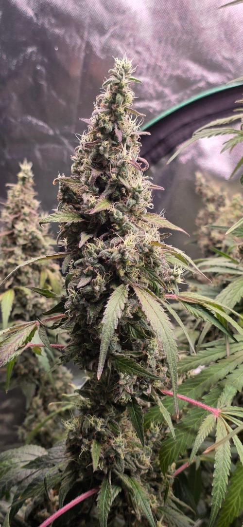 2 Monster Babys. Week 16