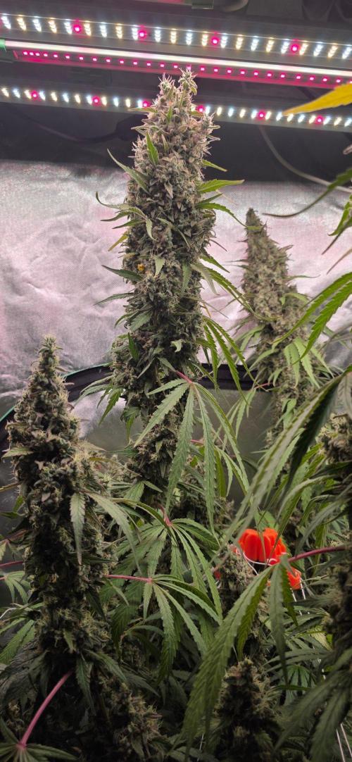 2 Monster Babys. Week 16