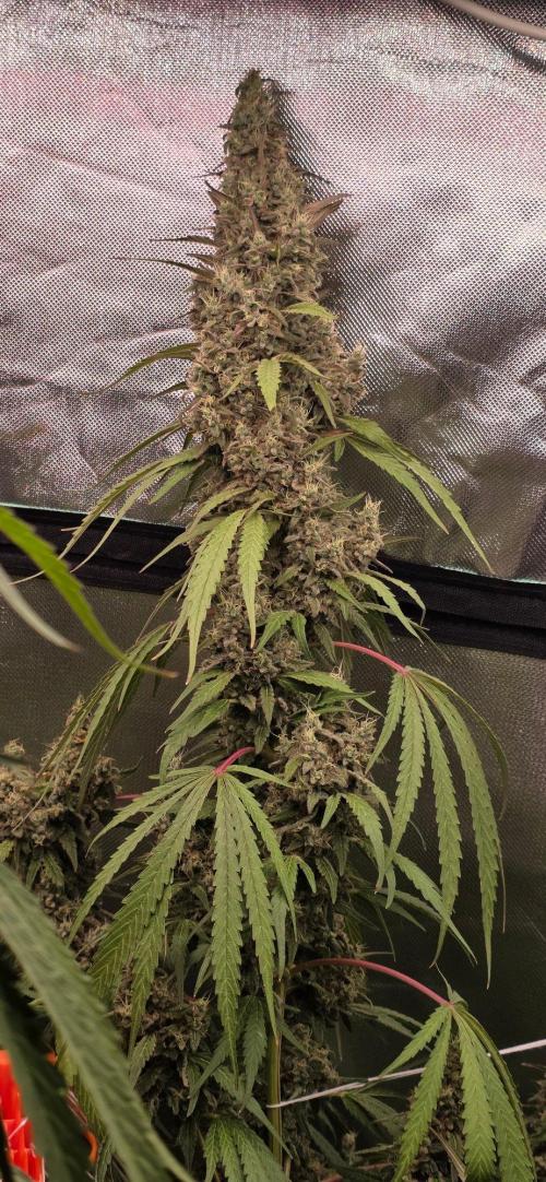 2 Monster Babys. Week 16