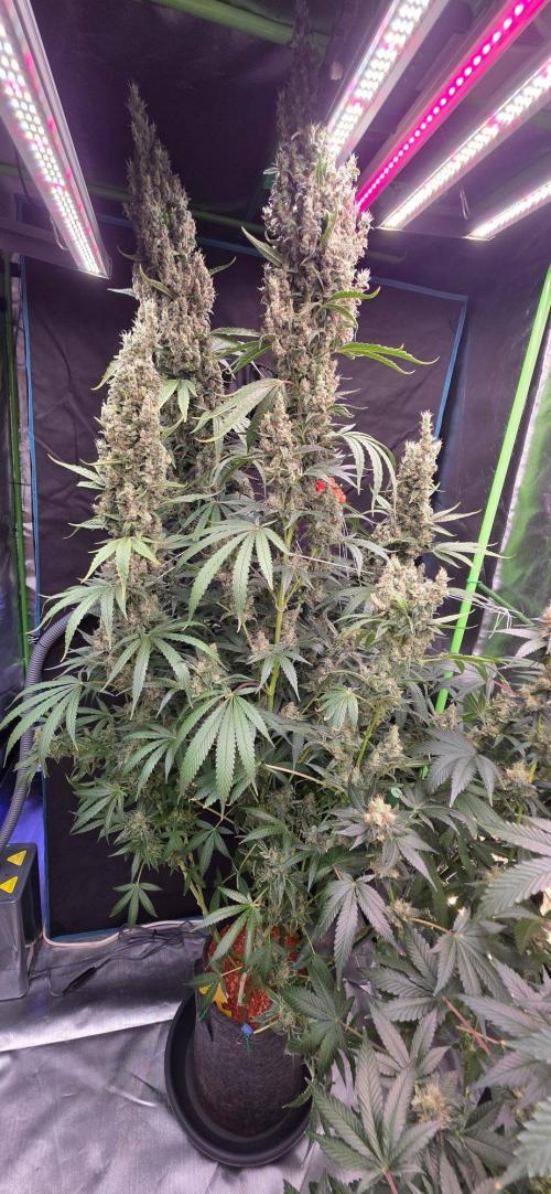 2 Monster Babys. Week 16