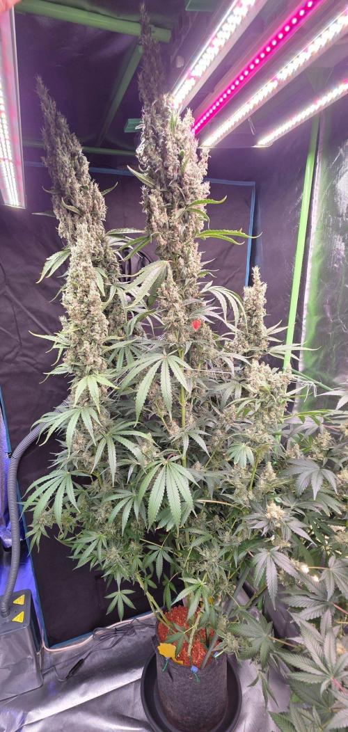 2 Monster Babys. Week 16