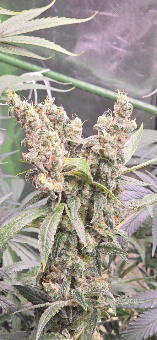 2 Monster Babys. Week 16