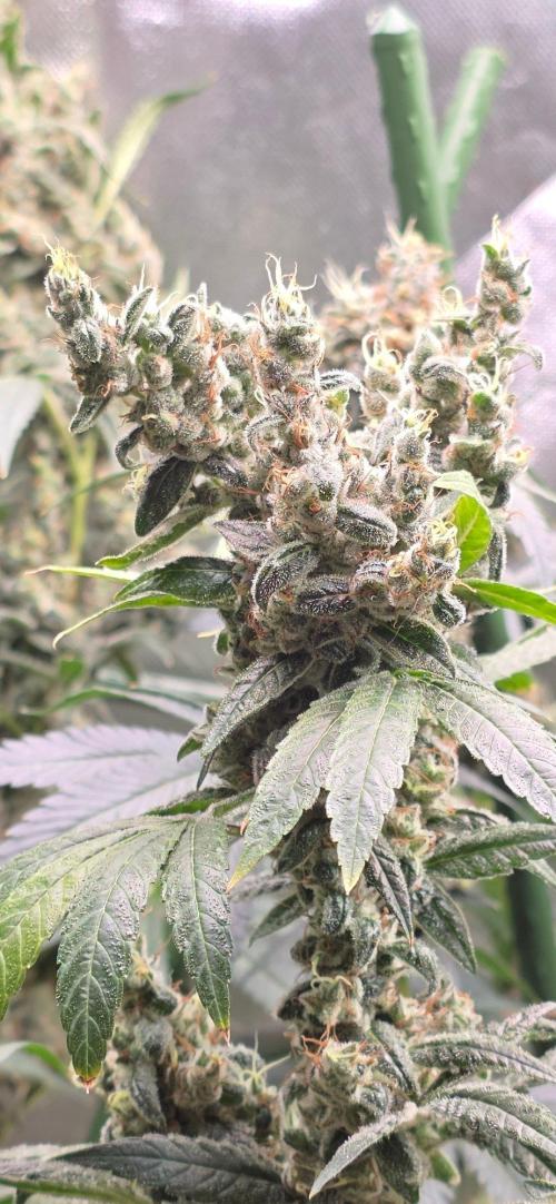 2 Monster Babys. Week 16