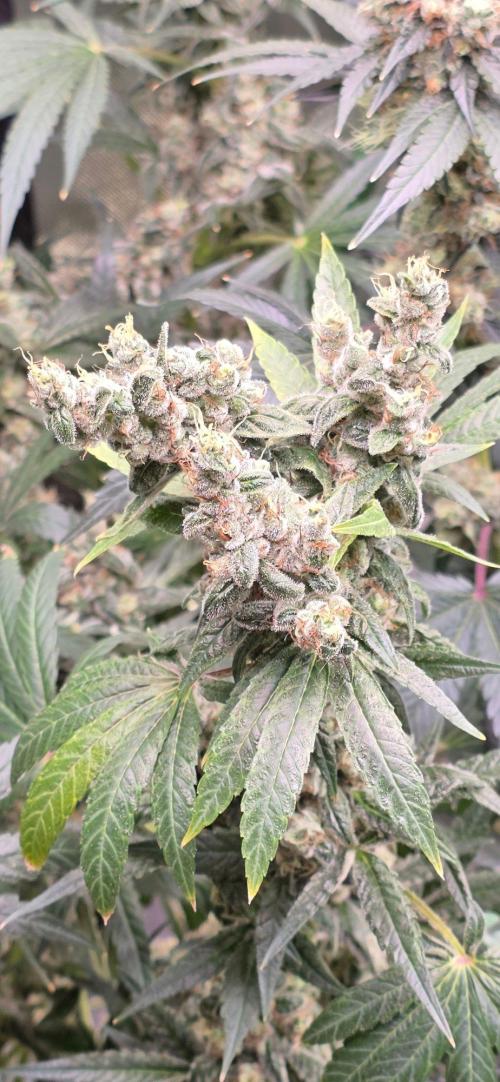 2 Monster Babys. Week 16
