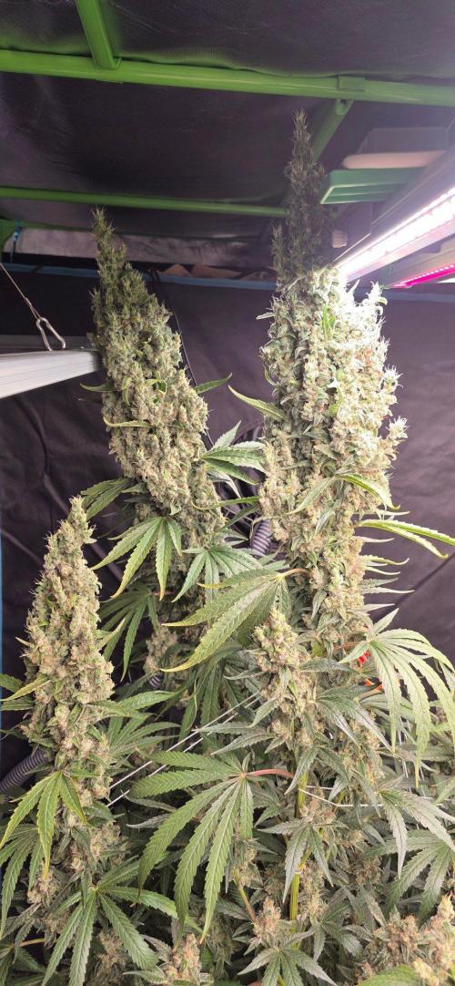 2 Monster Babys. Week 16
