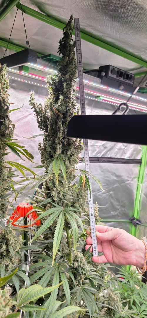 2 Monster Babys. Week 17