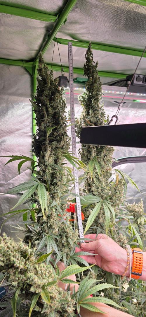 2 Monster Babys. Week 17