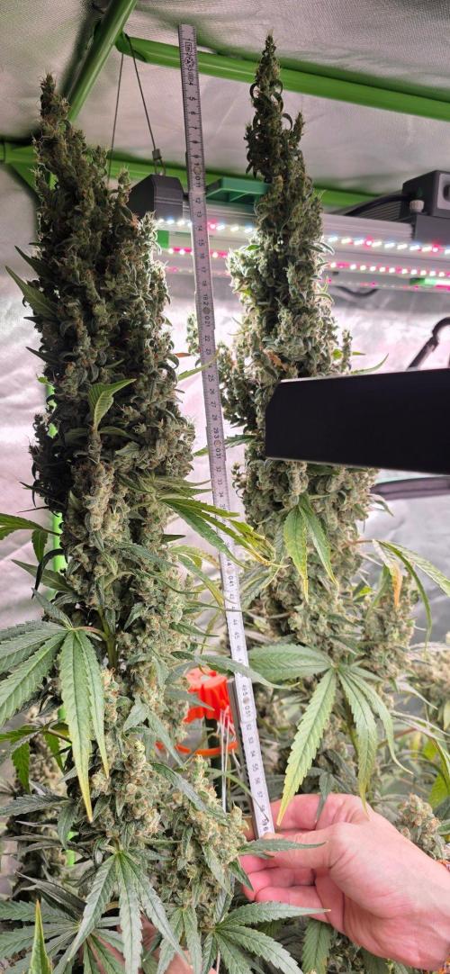 2 Monster Babys. Week 17