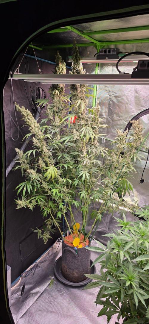 2 Monster Babys. Week 17