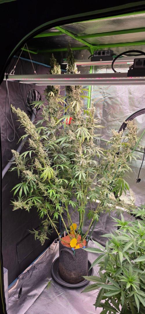 2 Monster Babys. Week 17