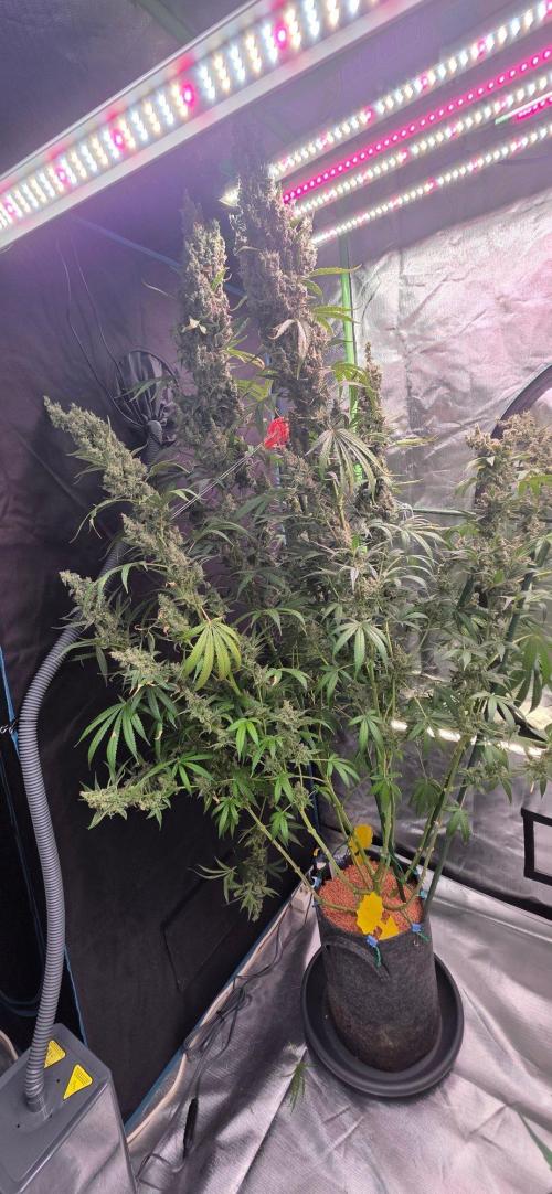 2 Monster Babys. Week 17