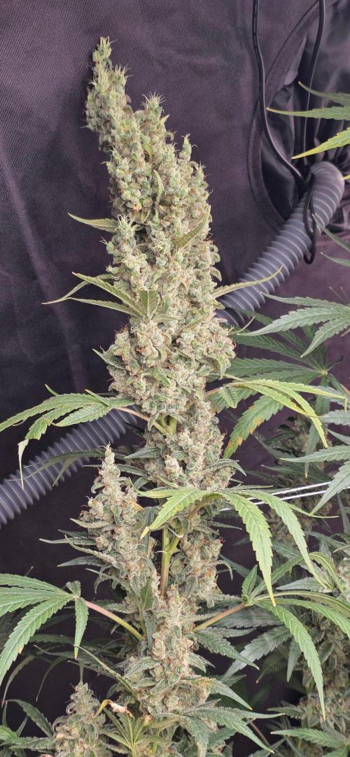 2 Monster Babys. Week 17