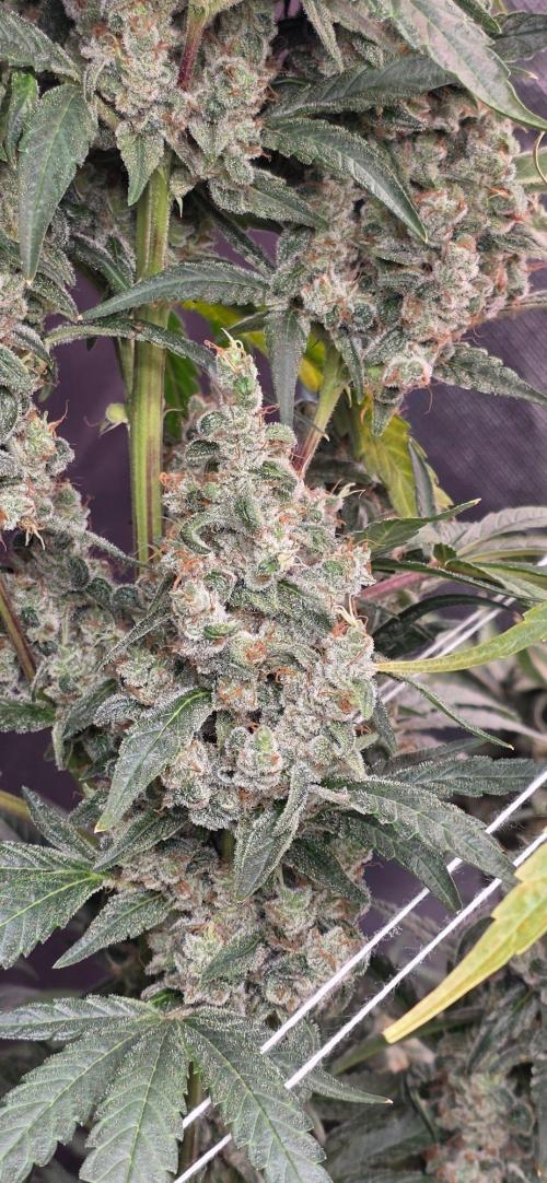 2 Monster Babys. Week 17