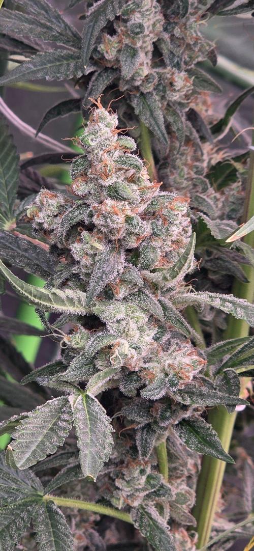 2 Monster Babys. Week 17