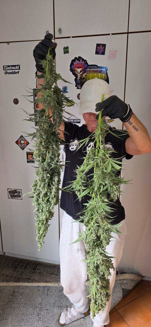 2 Monster Babys. Week 17