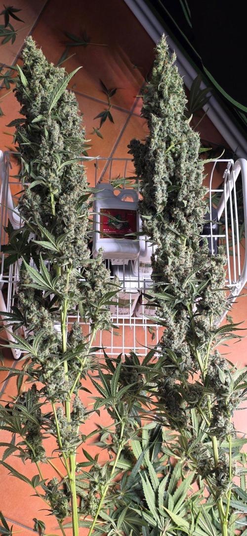 2 Monster Babys. Week 17