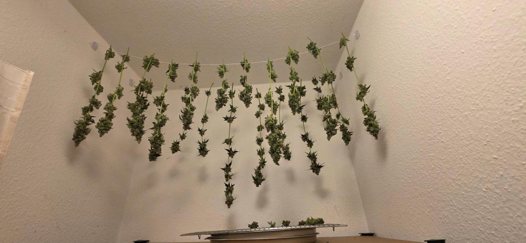 2 Monster Babys. Week 17
