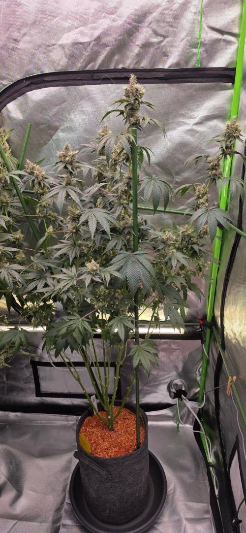 Booberry Coockies RBX. Week 16