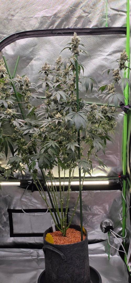 Booberry Coockies RBX. Week 16
