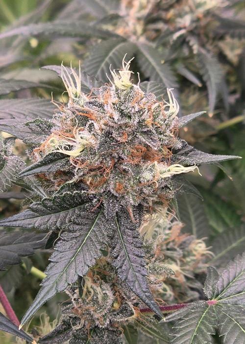Booberry Coockies RBX. Week 16