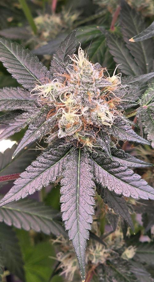 Booberry Coockies RBX. Week 16