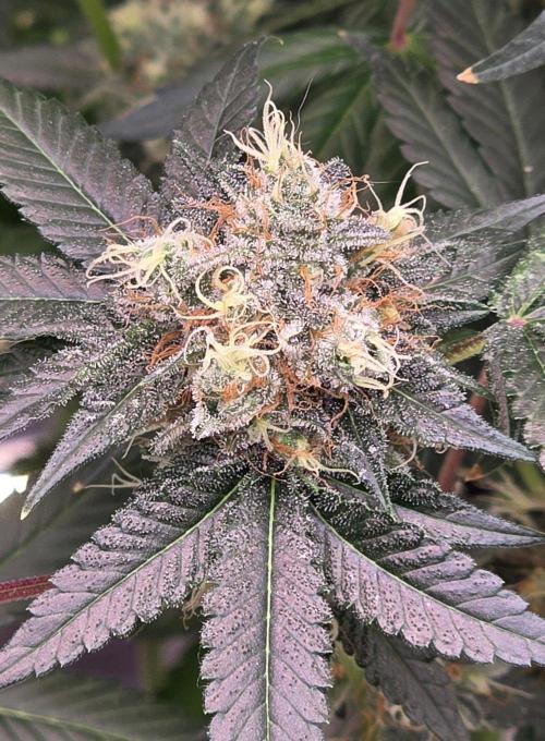 Booberry Coockies RBX. Week 16