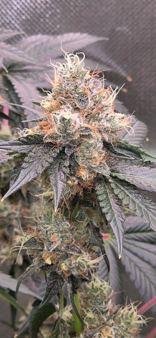 Booberry Coockies RBX. Week 16