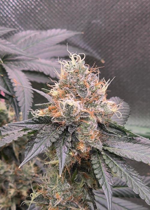Booberry Coockies RBX. Week 16