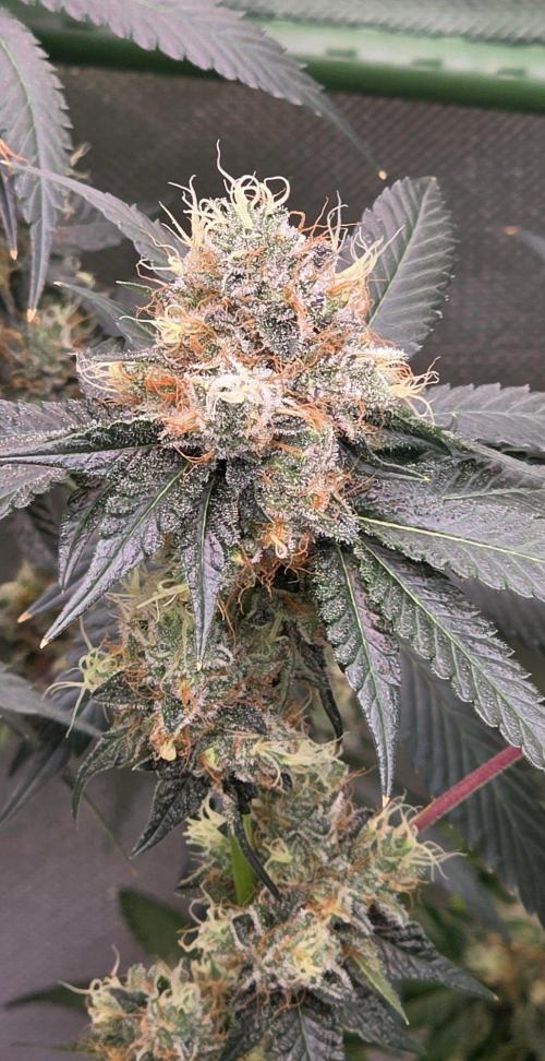 Booberry Coockies RBX. Week 16