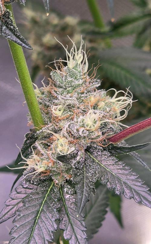 Booberry Coockies RBX. Week 16