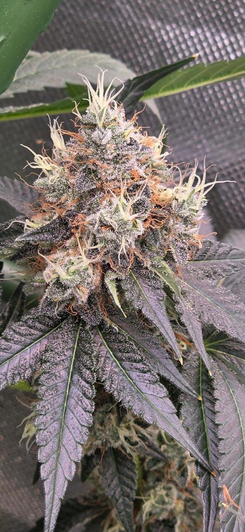 Booberry Coockies RBX. Week 16