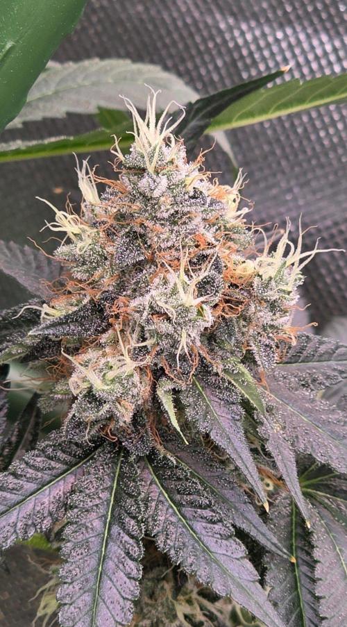 Booberry Coockies RBX. Week 16