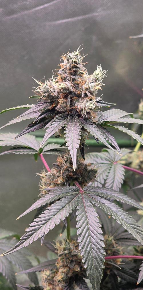 Booberry Coockies RBX. Week 16